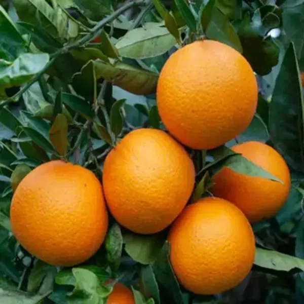 Orange_Kashmiri_Kinnow_Grafted_Lemon_Fruit_Plant