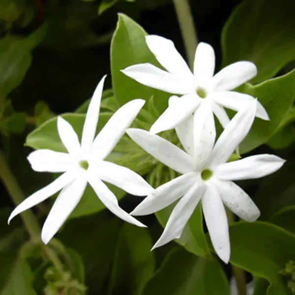 White_Star_Jasmine_Perfuming_Flower_Plant
