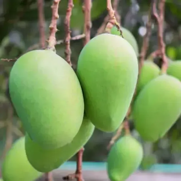 Green_Him_Sagar_Mango_Grafted_Fruit_Plant