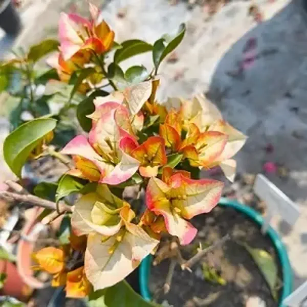 Yellow_Chitra_Bougainvillea_Flower_Plant