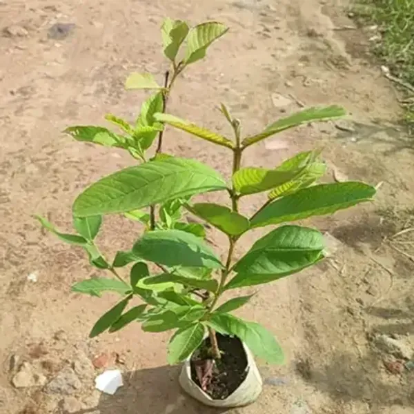 Greenthai_Gauva_Grafted_Amp_Hybrid_Fruit_Plant