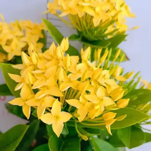 Yellow_Chinese_Ixora_Flower_Plants