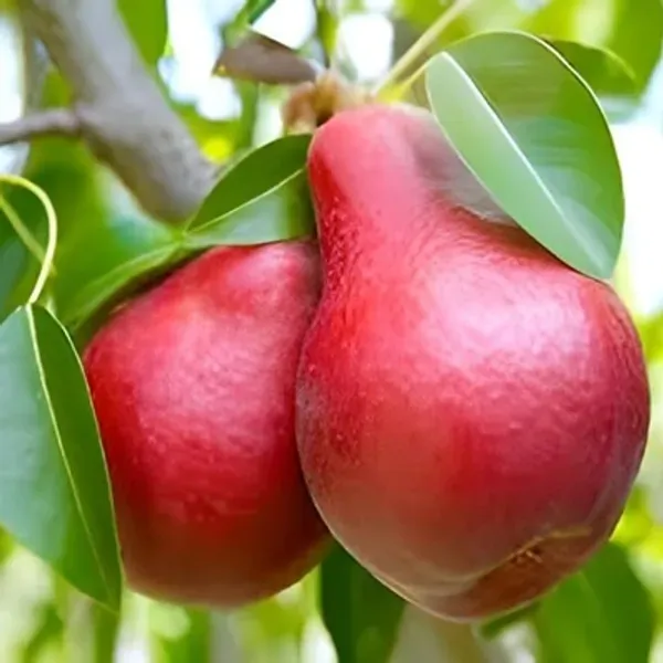 Red_Babugosha_Nashpati_Pear_Hybrid_Amp_Grafted_Fruit_Plant