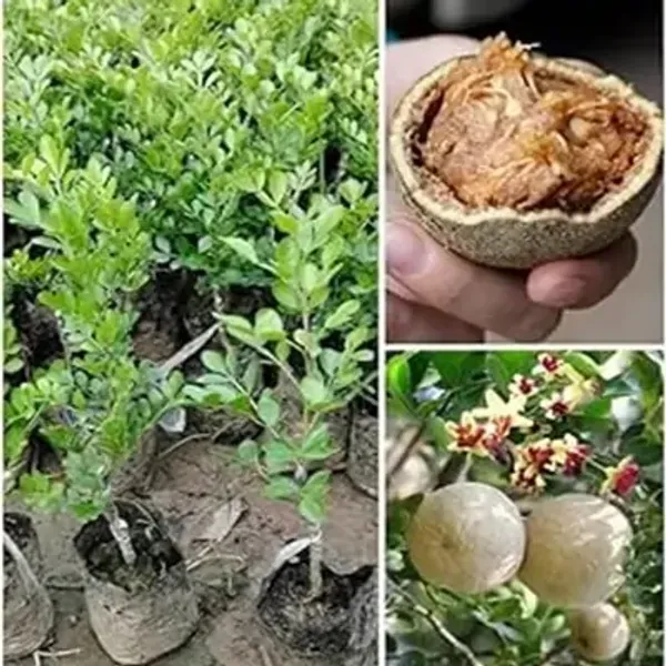 Brown_All_Time_Hybrid_Seedless_Wood_Apple_Fruit_Plant