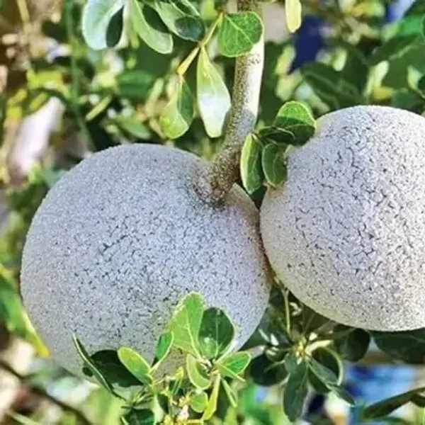 Brown_All_Time_Hybrid_Seedless_Wood_Apple_Fruit_Plant