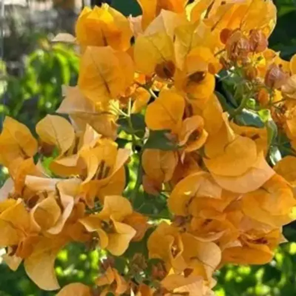 Yellow_California_Gold_Bougainvillea_Flower_Plant