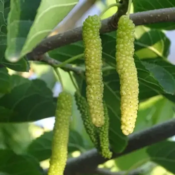White_Long_Mulberry_Fruit_Plant