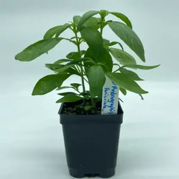 Green_Kalmegh_Andrographis_Paniculata_Live_Plant