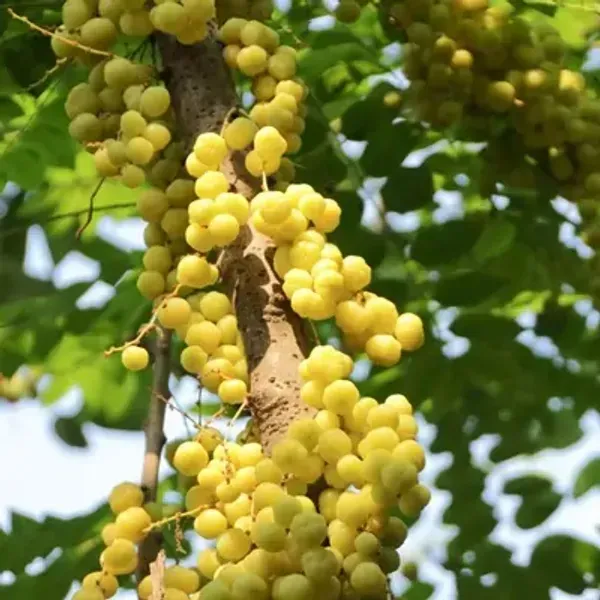 Green_Hybrid_Star_Gooseberry_Amla_Fruit_Plant