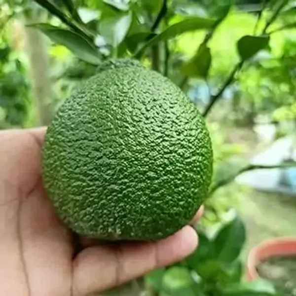 Green_Vietnam_Malta_Grafted_Amp_Hybrid_Lemon_Fruit_Plant