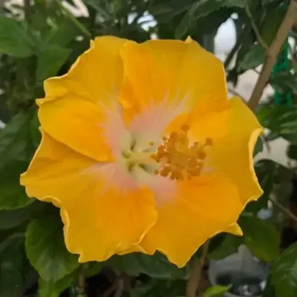Yellow_American_Variety_Hibiscus_Flower_Plants