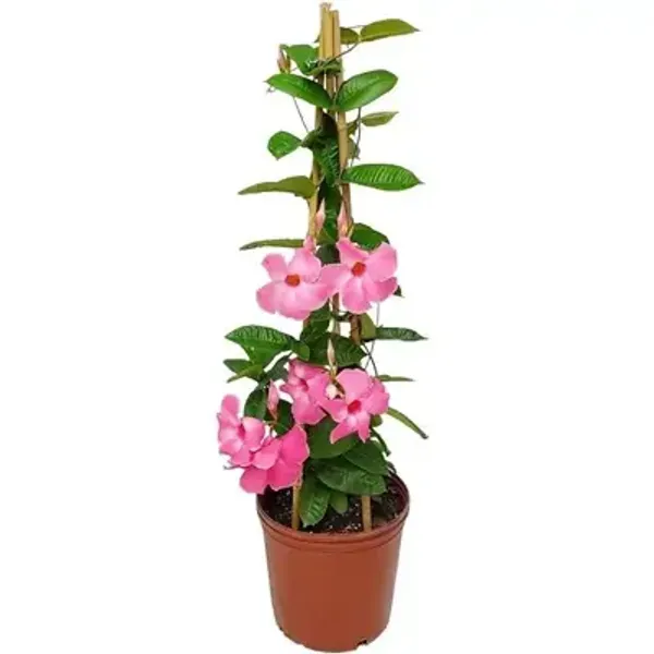 Purple_Mandeville_Flower_Plant_Light