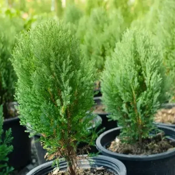 Green_Premium_Chemical_Free_Pine_Plant