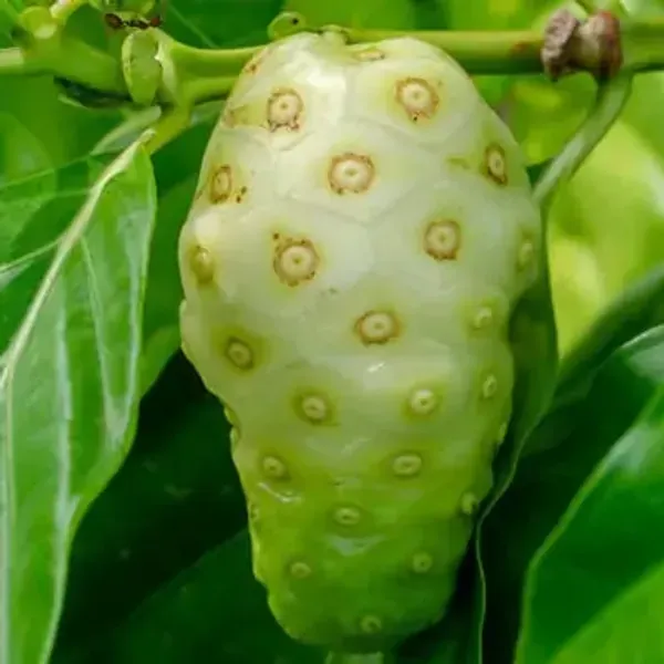 Green_Premium_Noni_Fruit_Plant