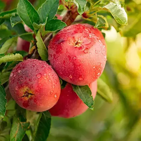 Red_Aanna_Apple_Fruit_Plant