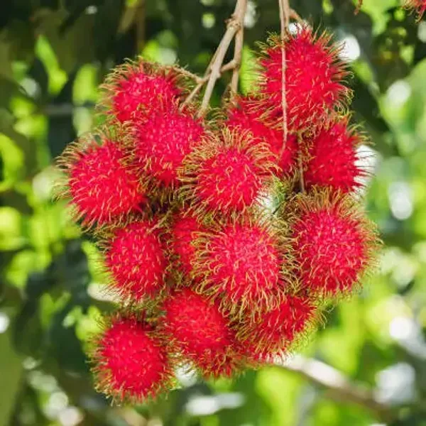 Red_Perfect_For_Adding_Beauty_Rambutan_Fruit_Plant