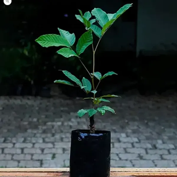 Red_Perfect_For_Adding_Beauty_Rambutan_Fruit_Plant