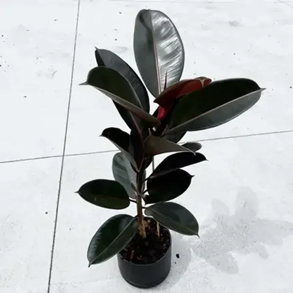 Black_Premium_Rubber_Plant