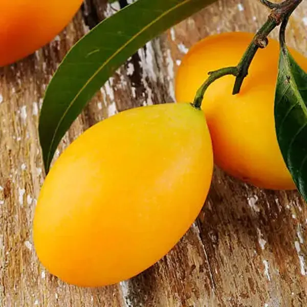Yellow_Banganapalle_Mango_Grafted_Fruit_Plant
