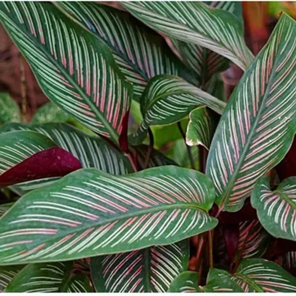 Green_Premium_Calathea_Plant