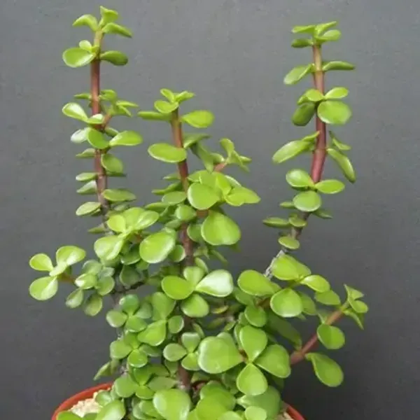 Green_Premium_Perfect_For_Adding_Beauty_Jade_Plant
