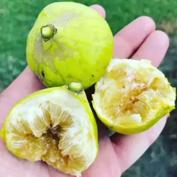 Green_Denna_Fig_Live_Fruit_Plant