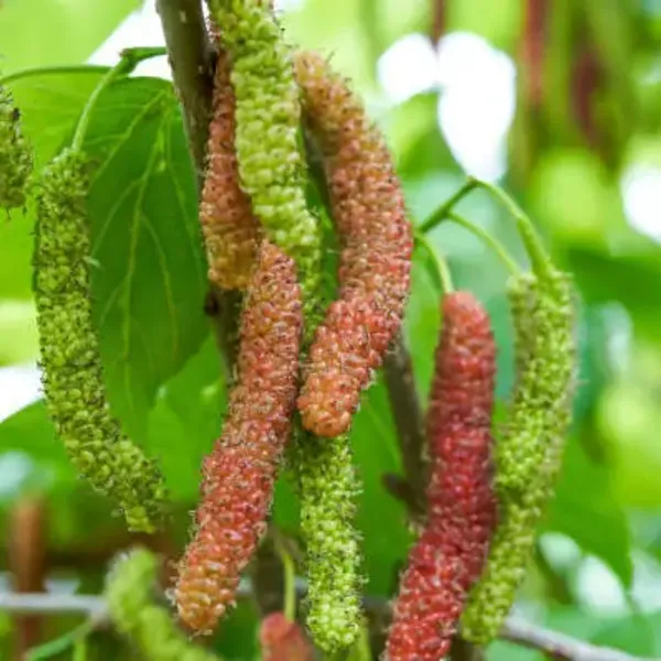 Red_Long_Mulberry_Fruit_Plant