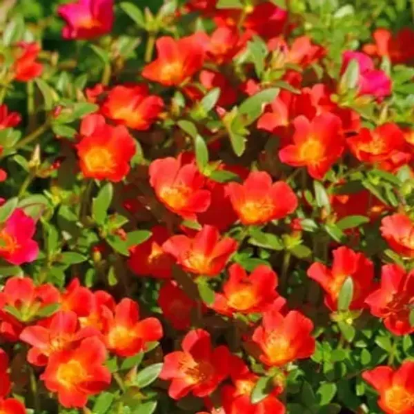 Orange_Portulaca_Plant_Hanging_Plant