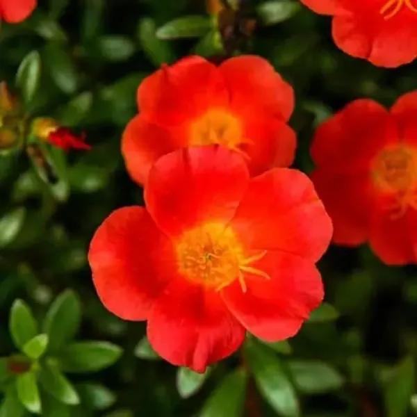 Orange_Portulaca_Plant_Hanging_Plant