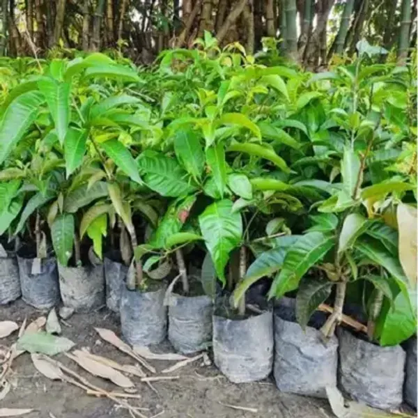 Purple_Chiangmai_Mango_Fruit_Plant