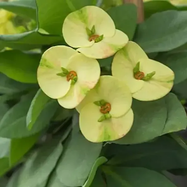 Green_Euphorbia_Milii_Flower_Plant