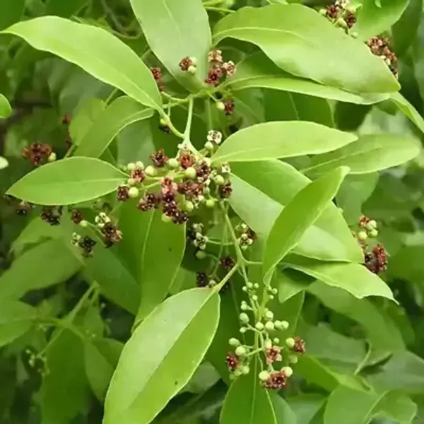 White_Sandalwood_Chandan_Plant