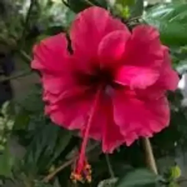Pink_Perfect_For_Adding_Beauty_Hibiscus_Flower_Plant