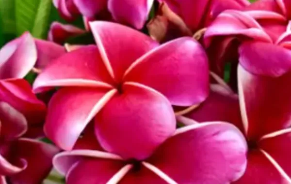 Pink_Dwarf_Variety_Plumeria_Flower_Plant