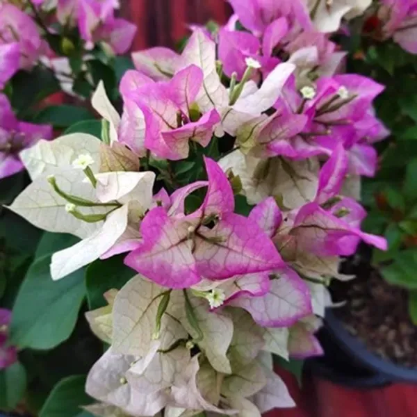 Purple_Wajid_Ali_Sha_Bougainvillea_Flower_Plant