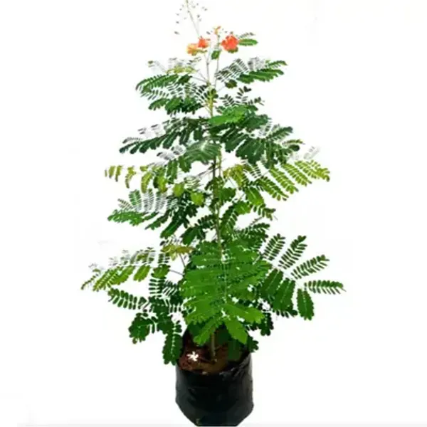 Red_Peacock_Radha_Chura_Flower_Plant