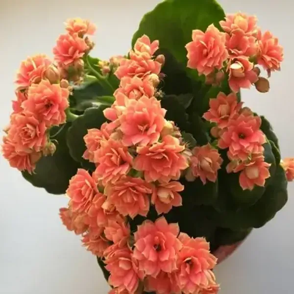 Orange_Kalanchoe_Flower_Plant