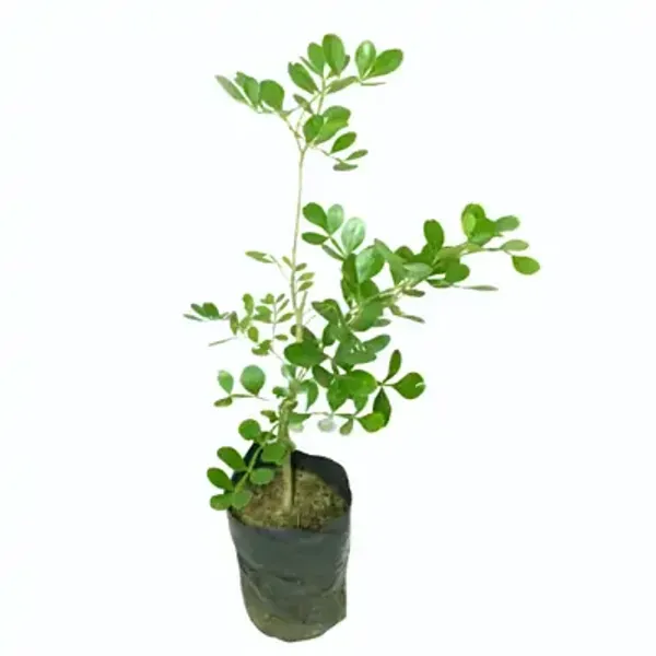 White_Wood_Apple_Grafted_Fruit_Plant_Bael