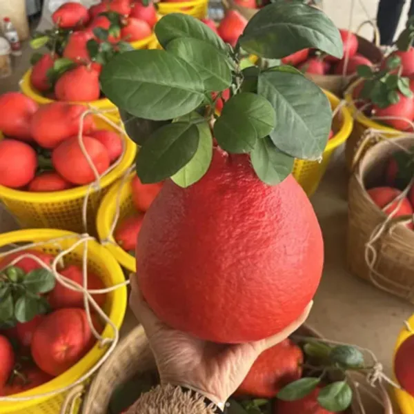 Red_Pomelo_Lemon_Grafted_Amp_Hybrid_Fruit_Plant