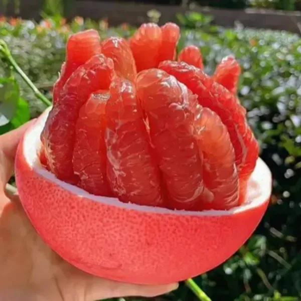 Red_Pomelo_Lemon_Grafted_Amp_Hybrid_Fruit_Plant