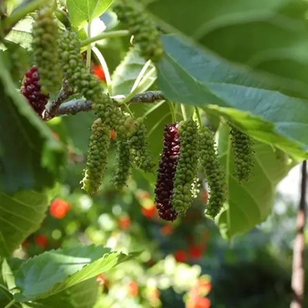 Black_Brazilian_Hybrid_Mulberry_Fruit_Plant