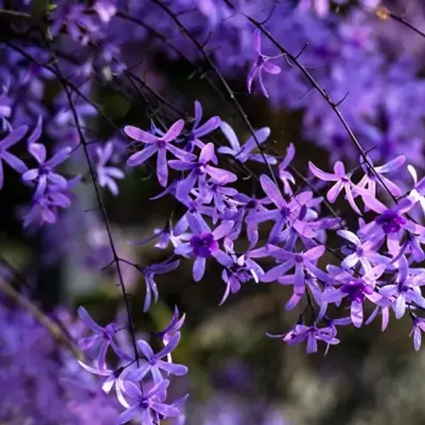 Volubilis_Nilmoni_Lota_Flower_Plant