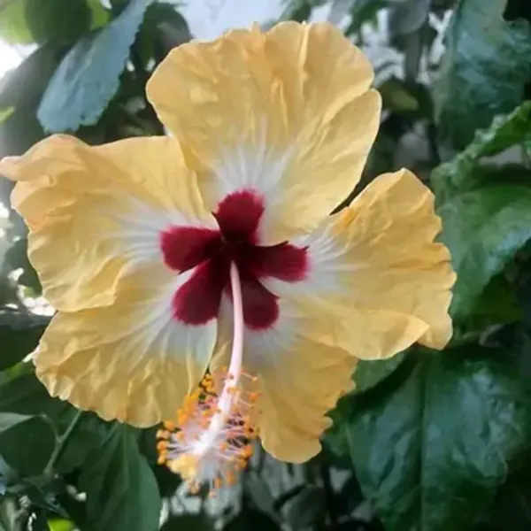 Yellow_Miniature_Hibiscus_Flower_Plant