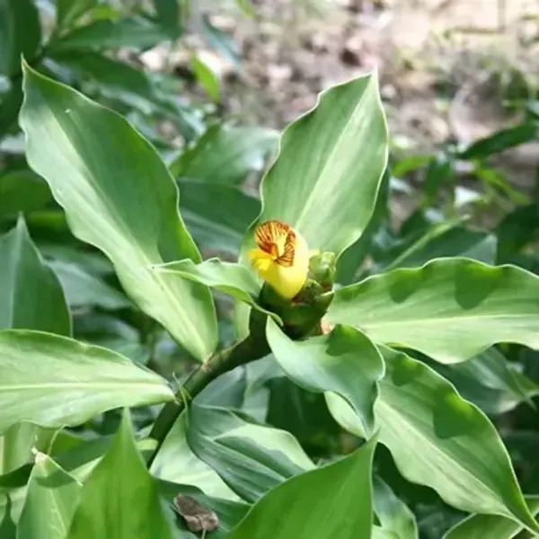 Green_Chamaecostus_Cuspidatus_Insulin_Medicinal_Plant