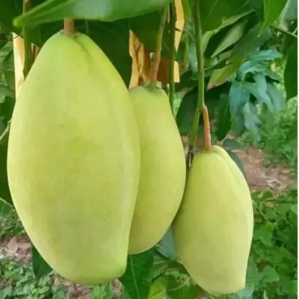 Green_Vietnam_All_Time_Mango_Grafted_Fruit_Plant