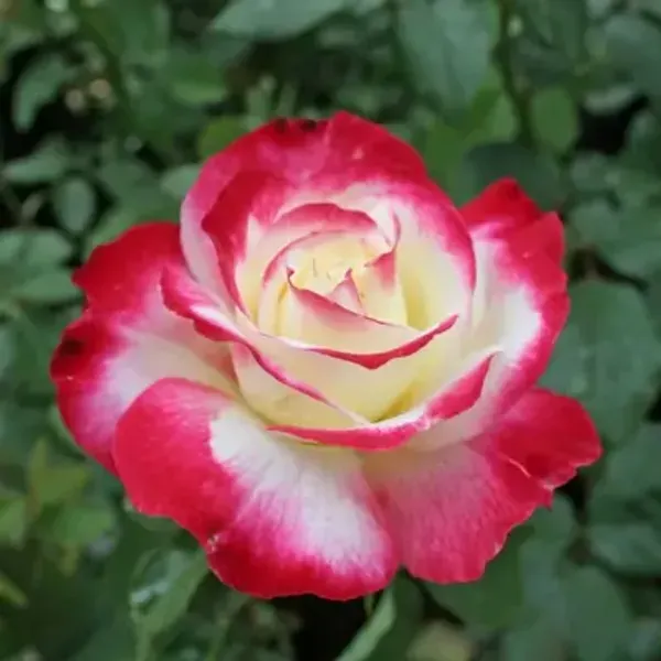 Red_Double_Delight_Hybrid_Rose_Flower_Plant