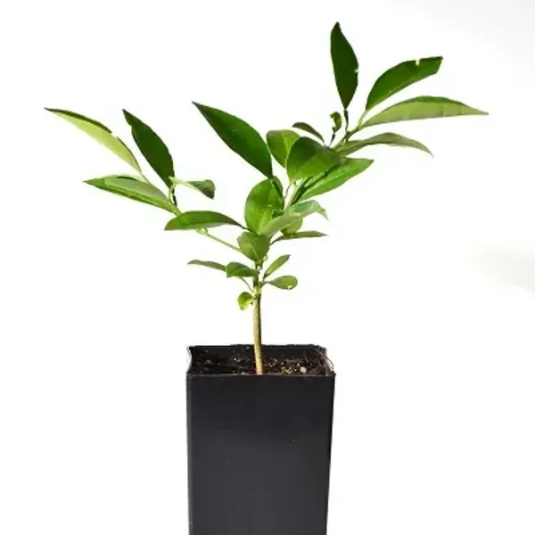 Orange_Dekopon_Fruit_Plant