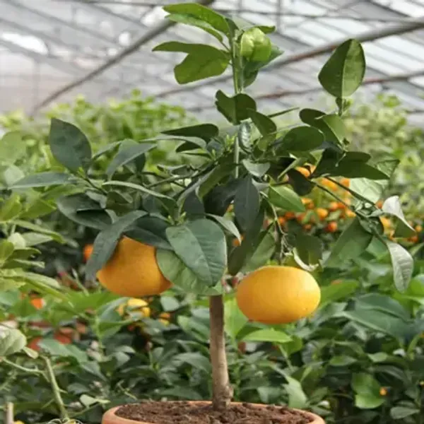 Orange_Satsuma_Grafted_Amp_Hybrid_Lemon_Fruit_Plant