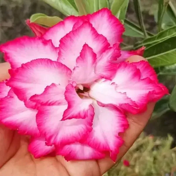 Pink_Adenium_Desert_Rose_Plant