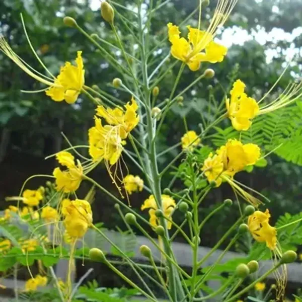Yellow_Peacock_Radha_Chura_Flower_Plant_Yellow
